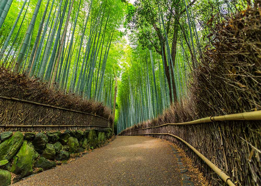 Avezano The Road In The Bamboo Forest Scene Photography Backdrop