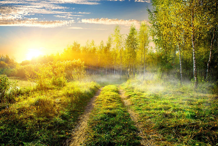 Avezano Path In The Forest Scenic Photography Backdrop-AVEZANO