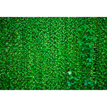 Avezano Spring Green Vines Photography Backdrop-AVEZANO