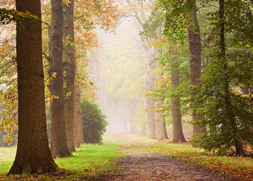 Avezano Wooded Paths Backdrop For Photography-AVEZANO