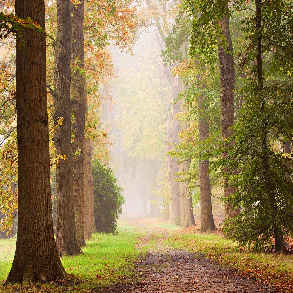 Avezano Wooded Paths Backdrop For Photography