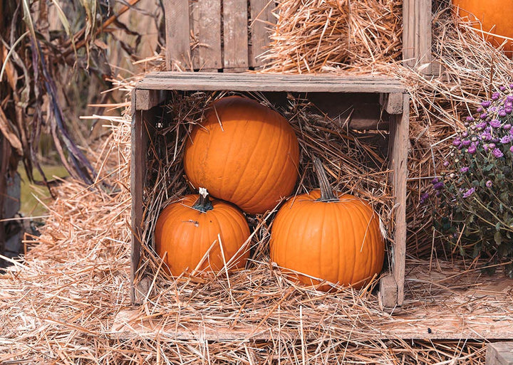 Avezano Three Pumpkins Halloween Backdrop for Photography-AVEZANO