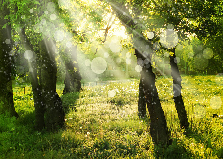 Avezano Sunshine in the Woods Spring Photography Backdrop-AVEZANO