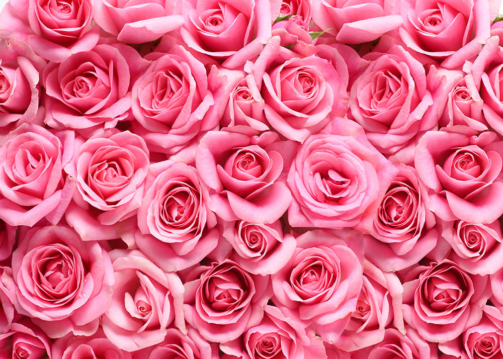 Avezano Pink Flowers Photography Backdrop-AVEZANO